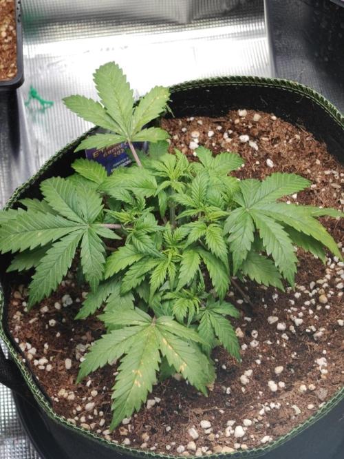 Sticky Broccoli auto. Week 4