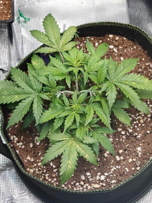 Sticky Broccoli auto. Week 4