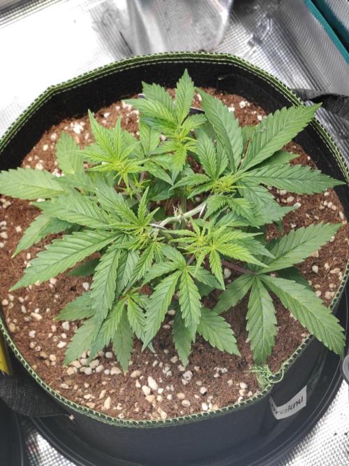 Sticky Broccoli auto. Week 4