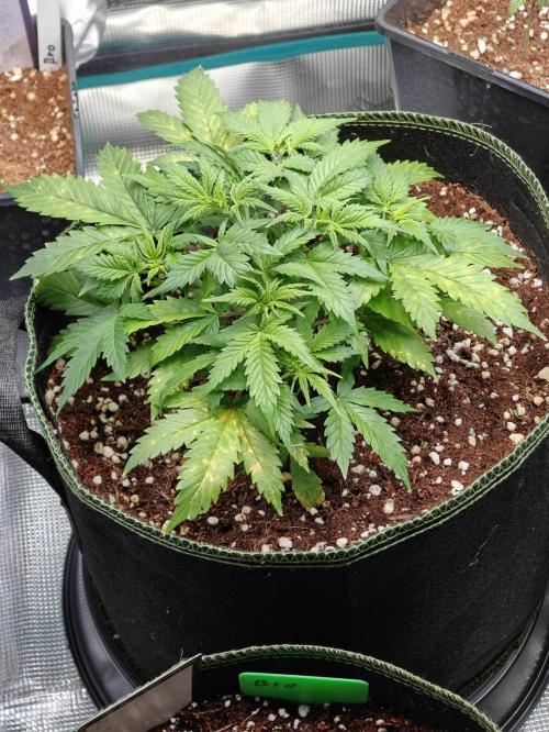 Sticky Broccoli auto. Week 5