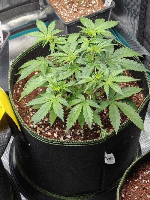 Sticky Broccoli auto. Week 5