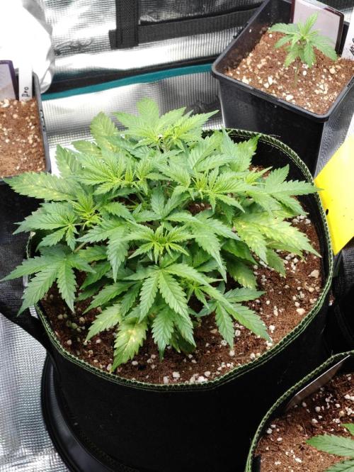 Sticky Broccoli auto. Week 5