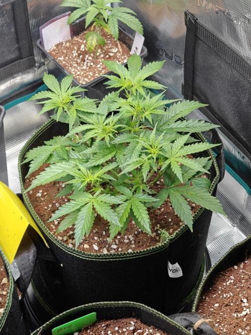Sticky Broccoli auto. Week 5