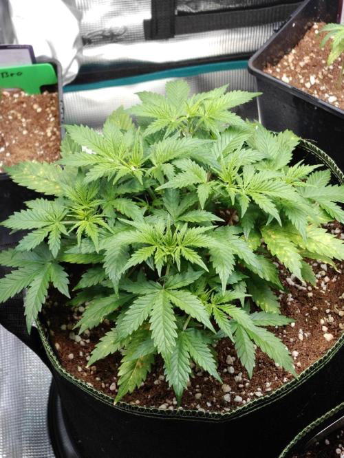 Sticky Broccoli auto. Week 5