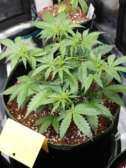 Sticky Broccoli auto. Week 5