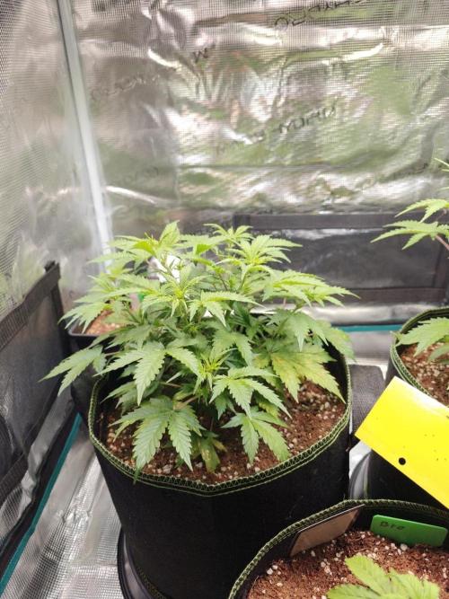 Sticky Broccoli auto. Week 5