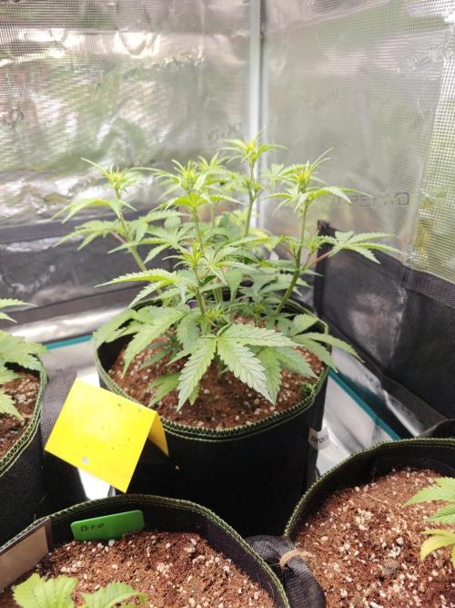 Sticky Broccoli auto. Week 5