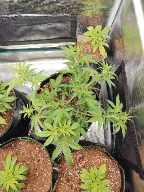 Sticky Broccoli auto. Week 5