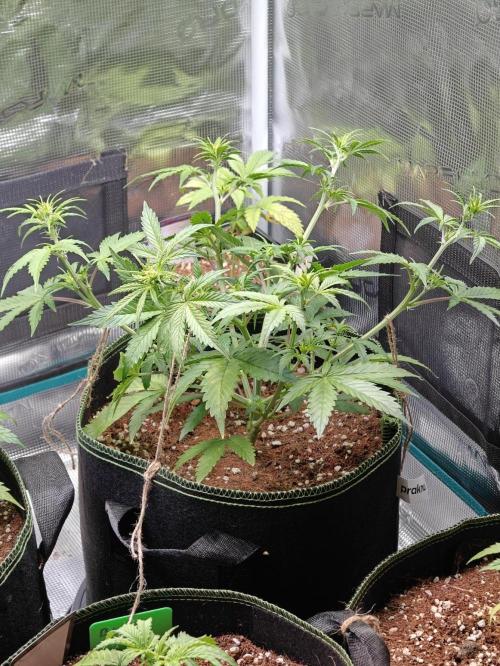 Sticky Broccoli auto. Week 5