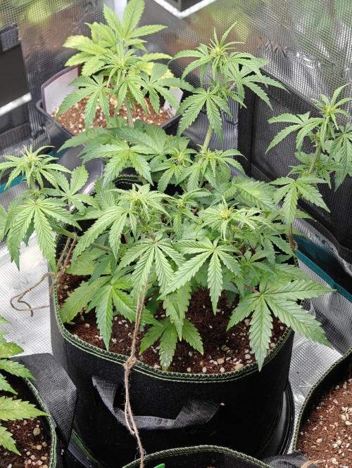 Sticky Broccoli auto. Week 6