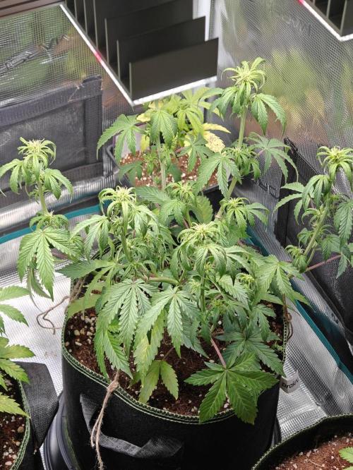 Sticky Broccoli auto. Week 6