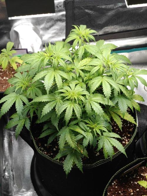 Sticky Broccoli auto. Week 6