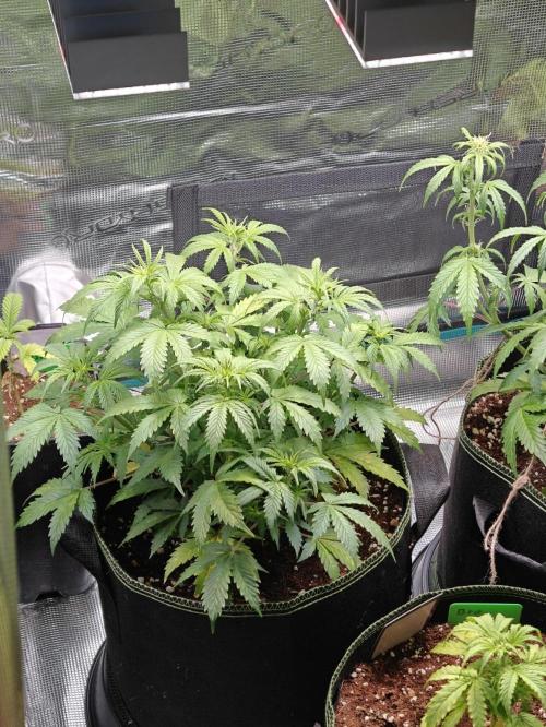 Sticky Broccoli auto. Week 6