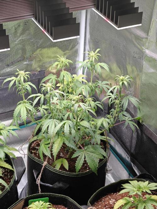 Sticky Broccoli auto. Week 6