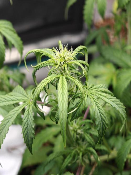 Sticky Broccoli auto. Week 6