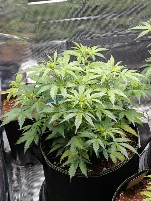 Sticky Broccoli auto. Week 6