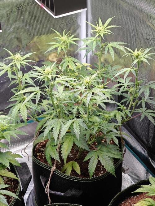 Sticky Broccoli auto. Week 6