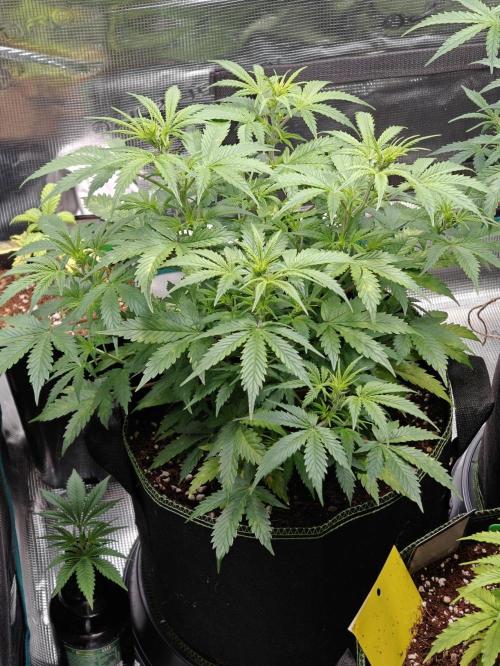 Sticky Broccoli auto. Week 6