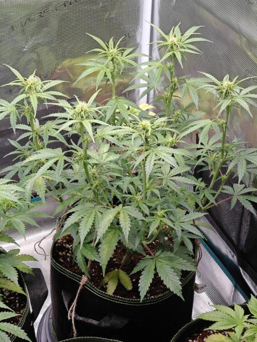 Sticky Broccoli auto. Week 6