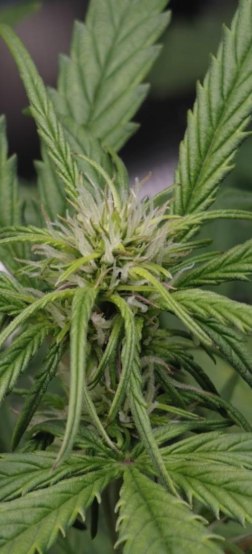 Sticky Broccoli auto. Week 6