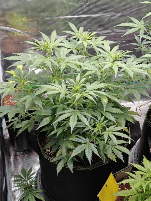 Sticky Broccoli auto. Week 6