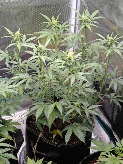 Sticky Broccoli auto. Week 6