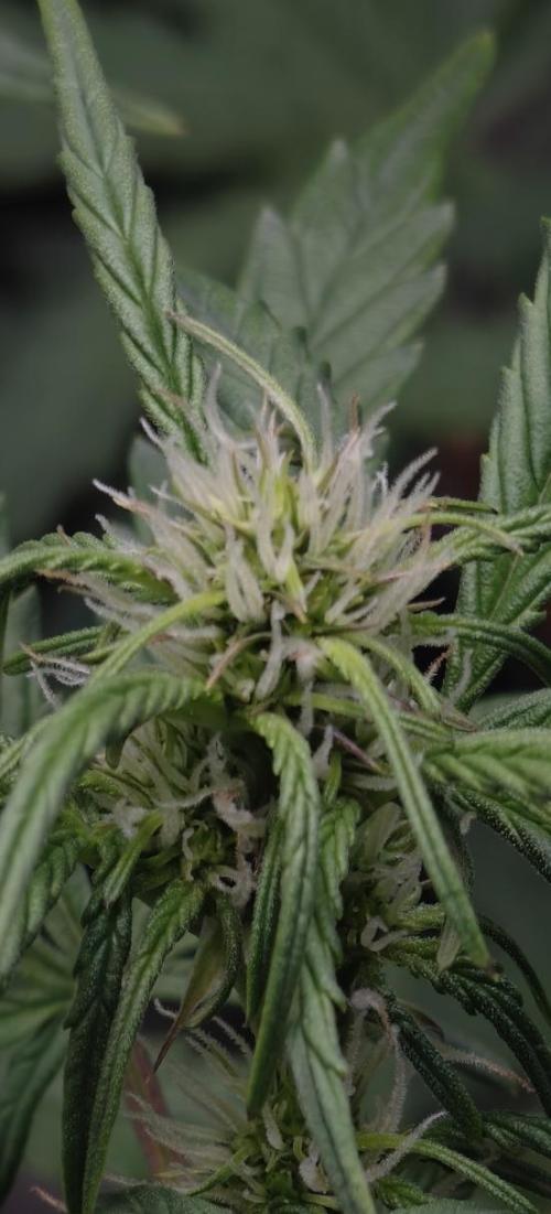 Sticky Broccoli auto. Week 6