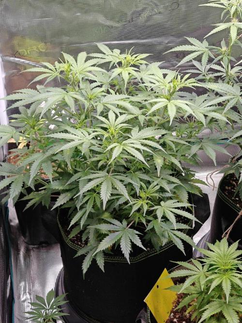 Sticky Broccoli auto. Week 7