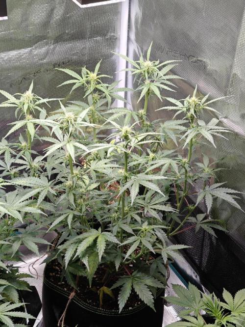 Sticky Broccoli auto. Week 7