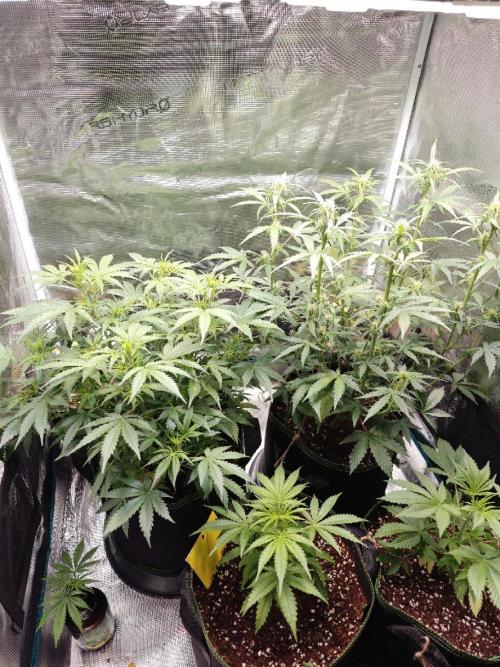 Sticky Broccoli auto. Week 7