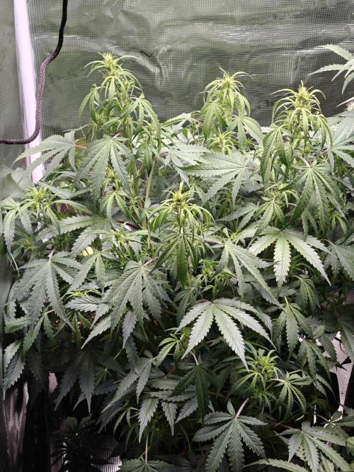 Sticky Broccoli auto. Week 7