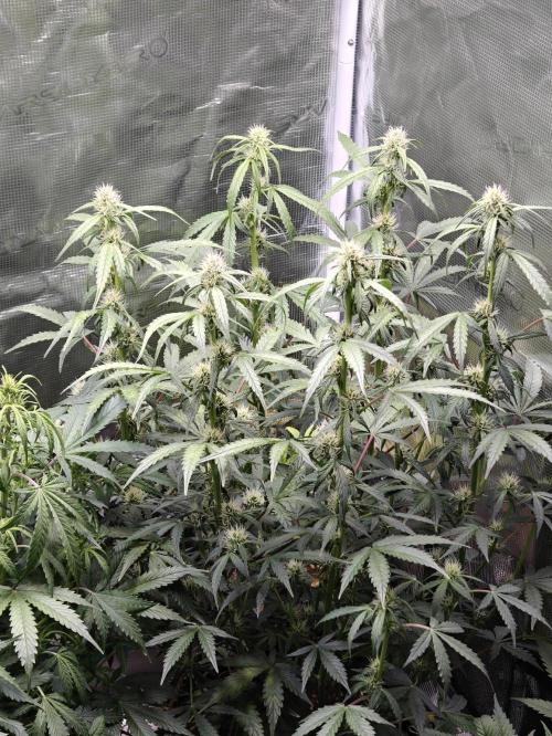 Sticky Broccoli auto. Week 7