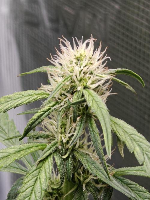 Sticky Broccoli auto. Week 7