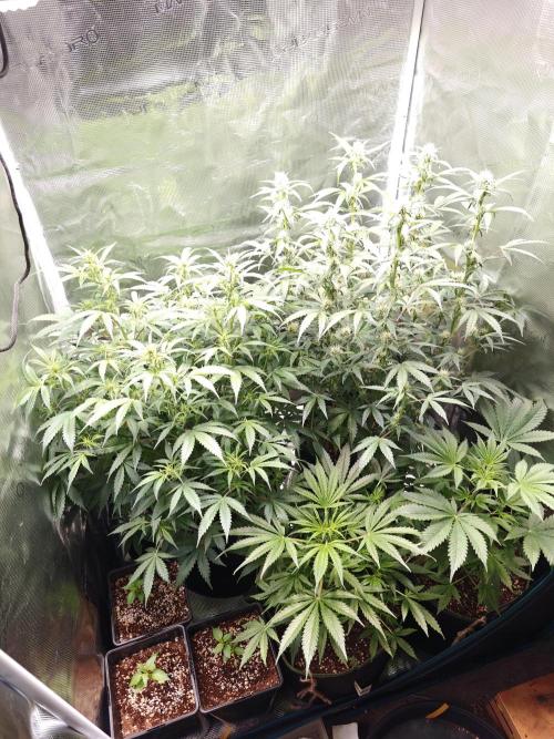 Sticky Broccoli auto. Week 8