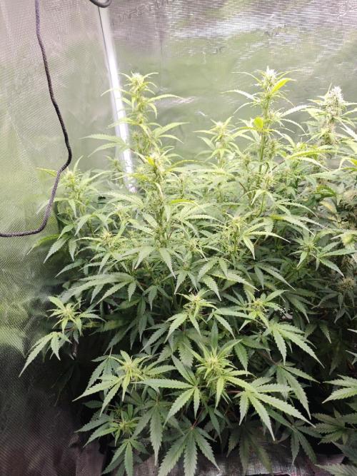 Sticky Broccoli auto. Week 8