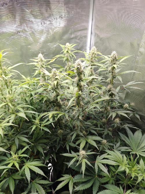 Sticky Broccoli auto. Week 8