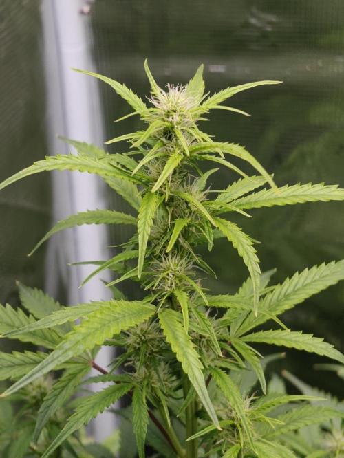 Sticky Broccoli auto. Week 8