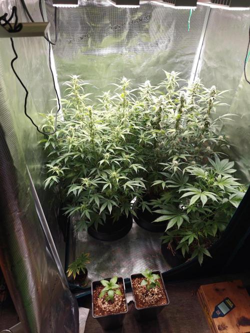 Sticky Broccoli auto. Week 8