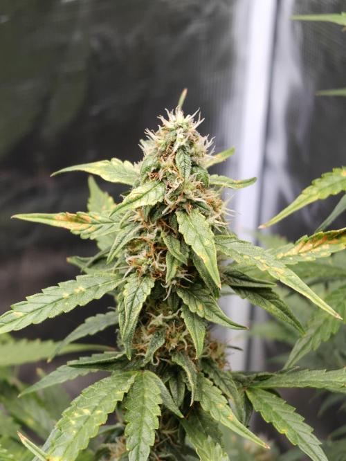 Sticky Broccoli auto. Week 9