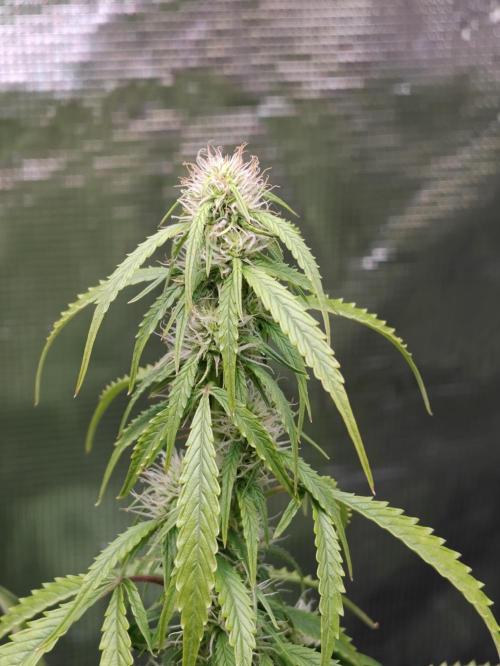 Sticky Broccoli auto. Week 9