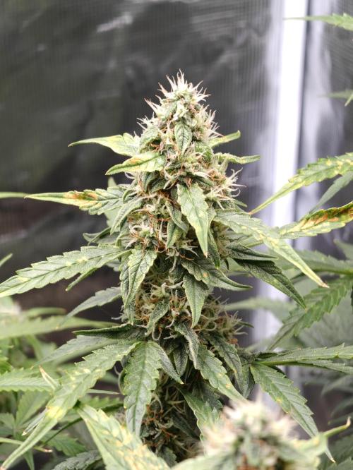 Sticky Broccoli auto. Week 9