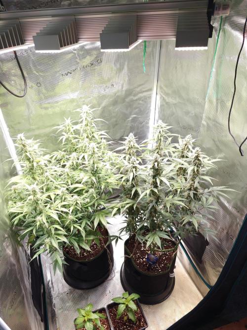 Sticky Broccoli auto. Week 9