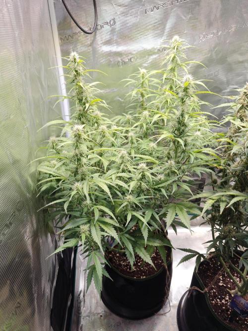 Sticky Broccoli auto. Week 9