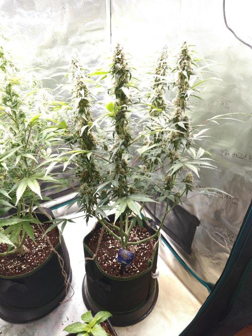 Sticky Broccoli auto. Week 9