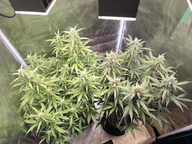 Sticky Broccoli auto. Week 9
