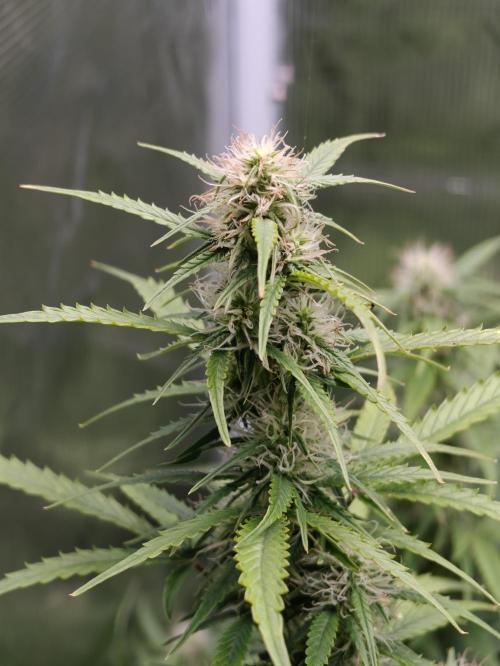 Sticky Broccoli auto. Week 9