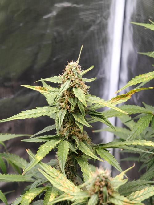 Sticky Broccoli auto. Week 9