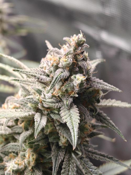 Ganja Farmer - Strawberry Zkittelz Auto. Week 12