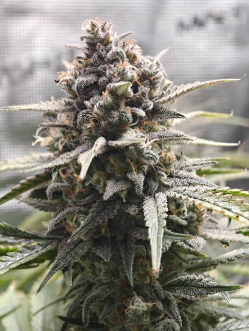 Ganja Farmer - Strawberry Zkittelz Auto. Week 12