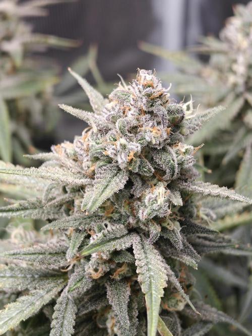 Ganja Farmer - Strawberry Zkittelz Auto. Week 12